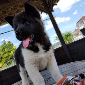 Američka Akita