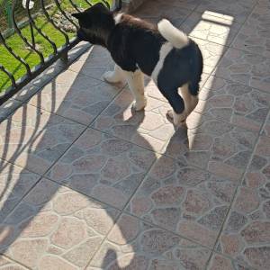 Američka Akita