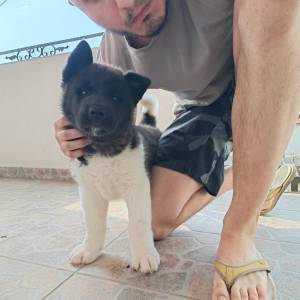Američka Akita