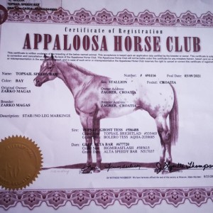 Appaloosa pastuh