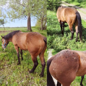Appaloosa pastuh