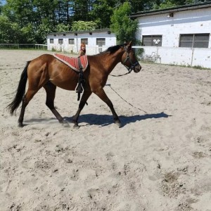 Appaloosa pastuh
