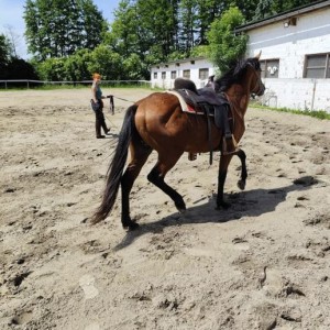 Appaloosa pastuh