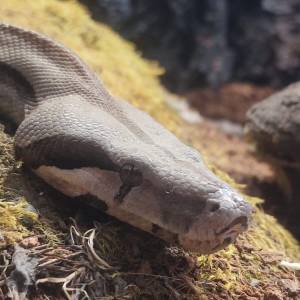 Boa constrictor