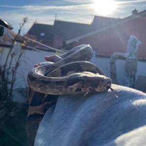 Boa constrictor