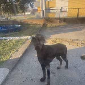 Dajem Dobermann gratis