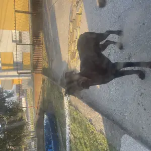 Dajem Dobermann gratis