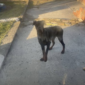 Dajem Dobermann gratis