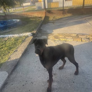 Dajem Dobermann gratis