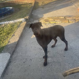 Dajem Dobermann gratis