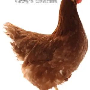 Kokoši nesilice