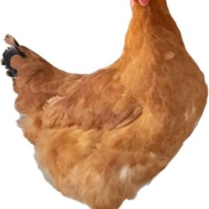 Kokoši nesilice