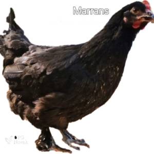 Kokoši nesilice