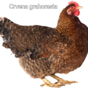 Kokoši nesilice