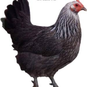 Kokoši nesilice