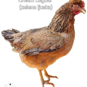 Kokoši nesilice