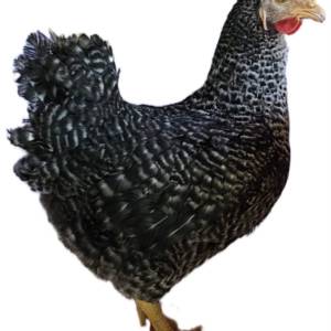 Kokoši nesilice