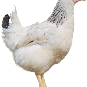 Kokoši nesilice