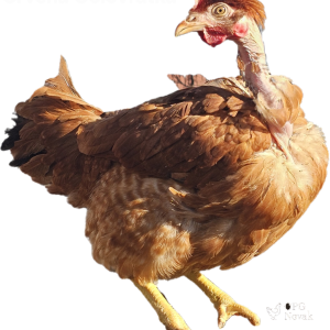 Kokoši nesilice