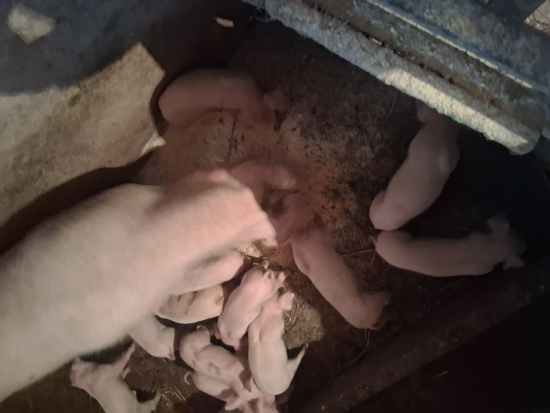 Krmača sa 13 prasaca