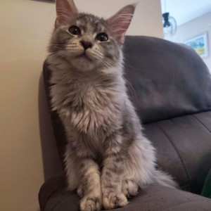 Maine Coon mačići s rodovnikom