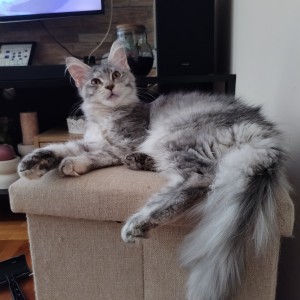 Maine Coon mačići s rodovnikom