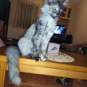 Maine Coon mačići s rodovnikom