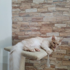 Maine Coon mačići s rodovnikom