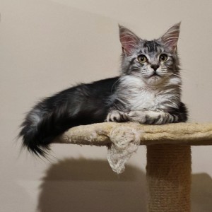 Maine Coon mačići s rodovnikom