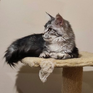 Maine Coon mačići s rodovnikom