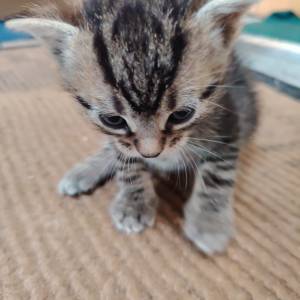 Poklanjam 3 mačića stara oko 7 tjedana