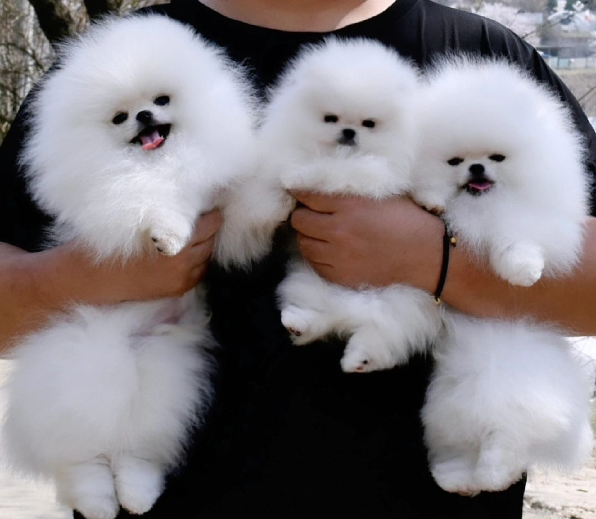 Pomeranac (BOO) mužjaci i ženke