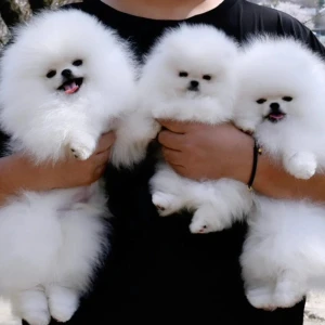 Pomeranac (BOO) mužjaci i ženke