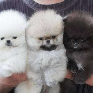 Pomeranac (BOO) mužjaci i ženke