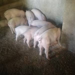 Prasci bjelovar okolica