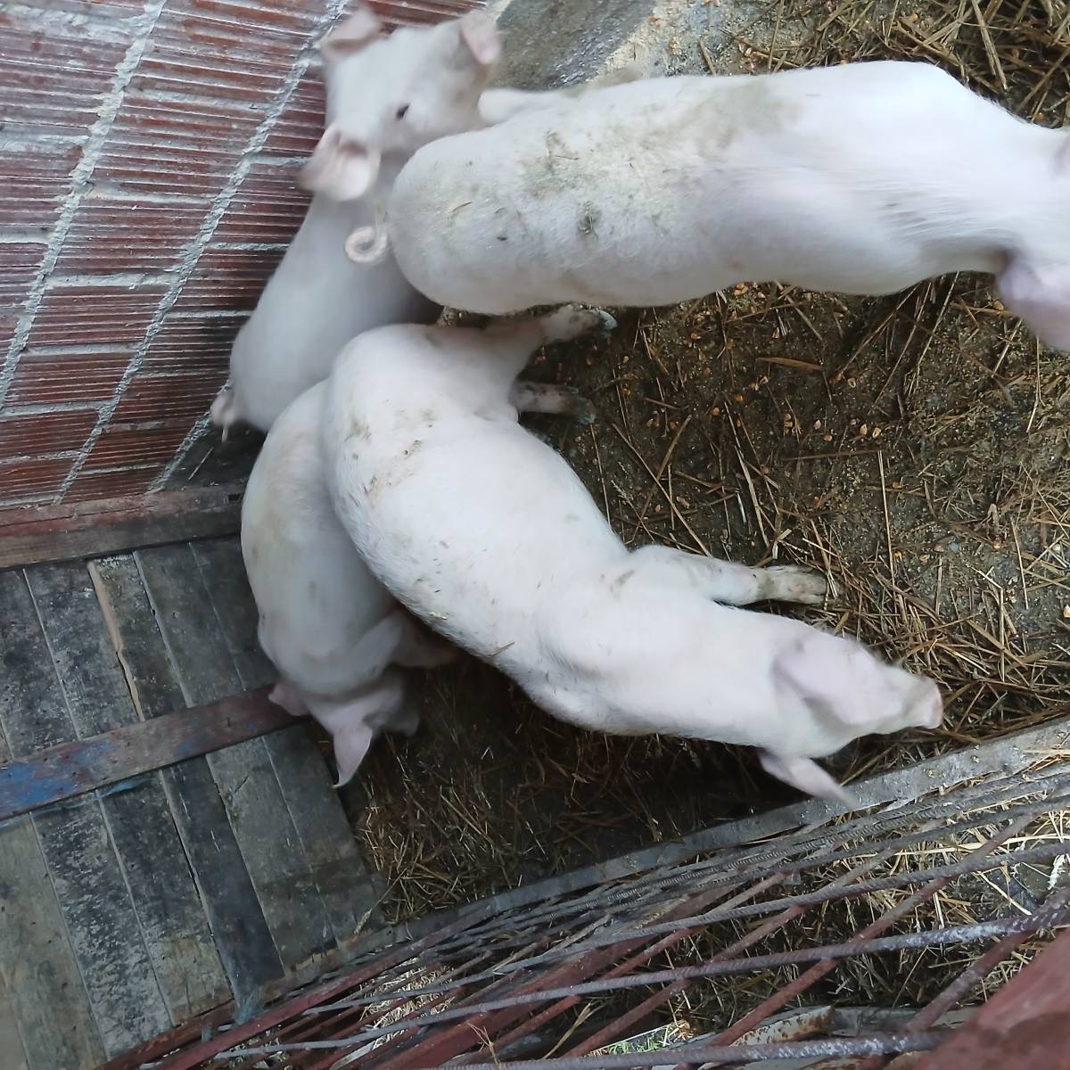 Prasci odojci 8 kom bjelovar okolica 4.5 e/kg