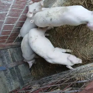 Prasci odojci 8 kom bjelovar okolica 4.5 e/kg