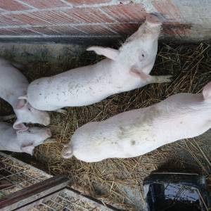 Prasci odojci bjelovar okolica
