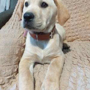 Prodajem štene labradora