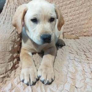 Prodajem štene labradora