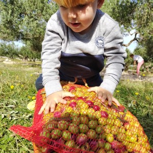 PRODAJEM SVOJE EKOLOŠKO EXTRA DJEVIČANSKO MASLINOVO ULJE TEL 095554565