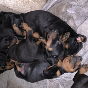 Štenci dobermana