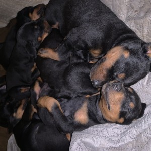 Štenci dobermana