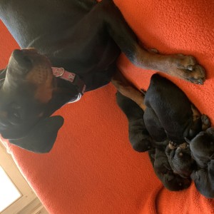 Štenci dobermana