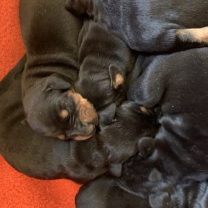 Štenci dobermana