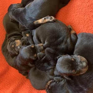Štenci dobermana