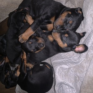 Štenci dobermana