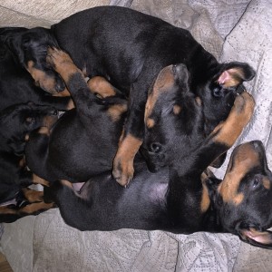 Štenci dobermana