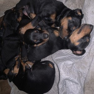 Štenci dobermana