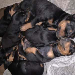Štenci dobermana